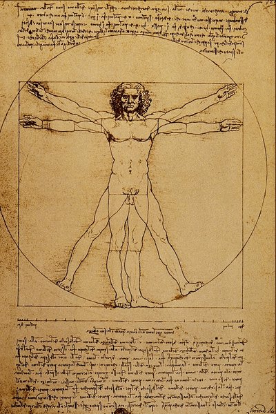 Study of the Human Body by Leonardo da Vinci